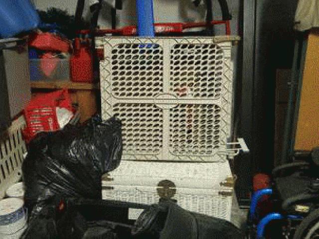 رنج رور قدرت چرخ